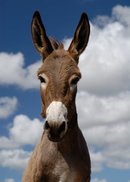 the image shows a portrait of a brown donkey with a white nose, standing in front of a blue sky with fluffy white clouds. the donkey has large ears and is looking directly at the viewer.