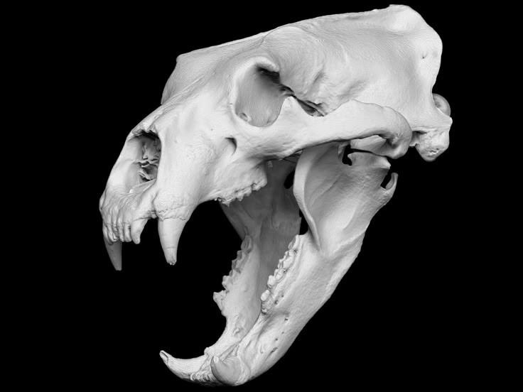 a closeup shot of a bear's skull, with the jaw open, showing off its teeth. the skull is white and isolated against a black background.