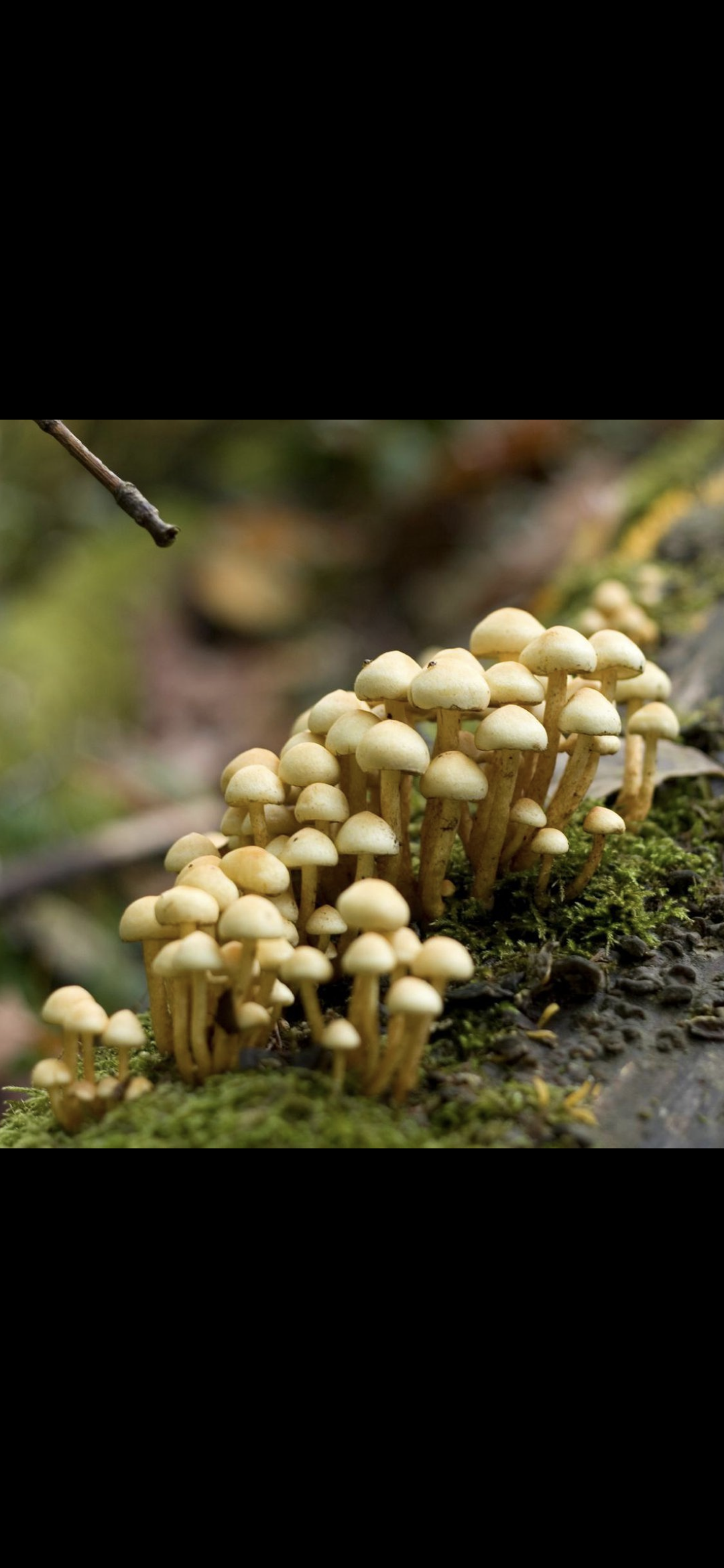 a closeup photo of a cluster of small, white mushrooms growing on a mossy forest floor. the mushrooms are in focus, while the background is blurred. the light is soft and warm, creating a gentle and peaceful mood.