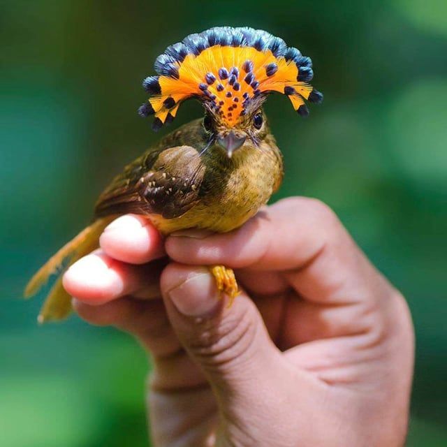 a small, exotic bird with bright yellow and orange feathers is being held in someone's hand. the bird has a beautiful blue and black crest on its head and is sitting on the palm of the hand. the bird is looking off to the side, as if it is examining its surroundings. the background is blurry and out of focus, but there is a hint of green in the background, which suggests that the bird is in its natural habitat.