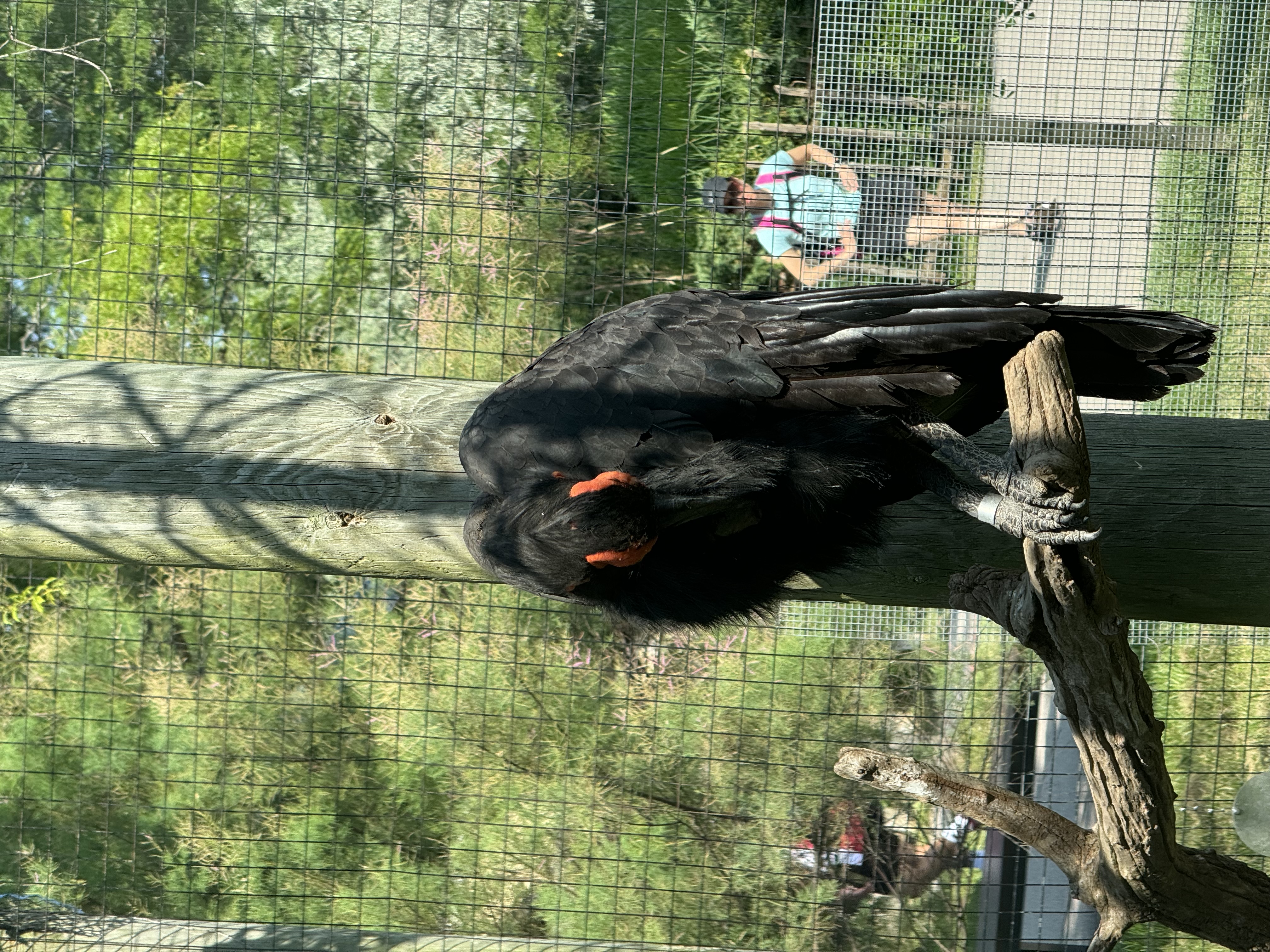 the image shows a large black bird with a red head perched on a tree branch in a zoo enclosure. the bird's feathers are ruffled, and it appears to be looking down. there is a person walking in the background, and the enclosure is surrounded by a fence. the lighting is bright and sunny, and the image is taken from eye level.