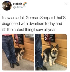 this is a tweet about a german shepherd that was diagnosed with dwarfism. the tweet says "i saw an adult german shepard that's diagnosed with dwarfism today and it's the cutest thing i saw all year" and shows two photos of the dog. the dog is small and looks like a puppy. the dog is on a leash and is standing next to a person in the photo. the photos are taken outside in front of a building.