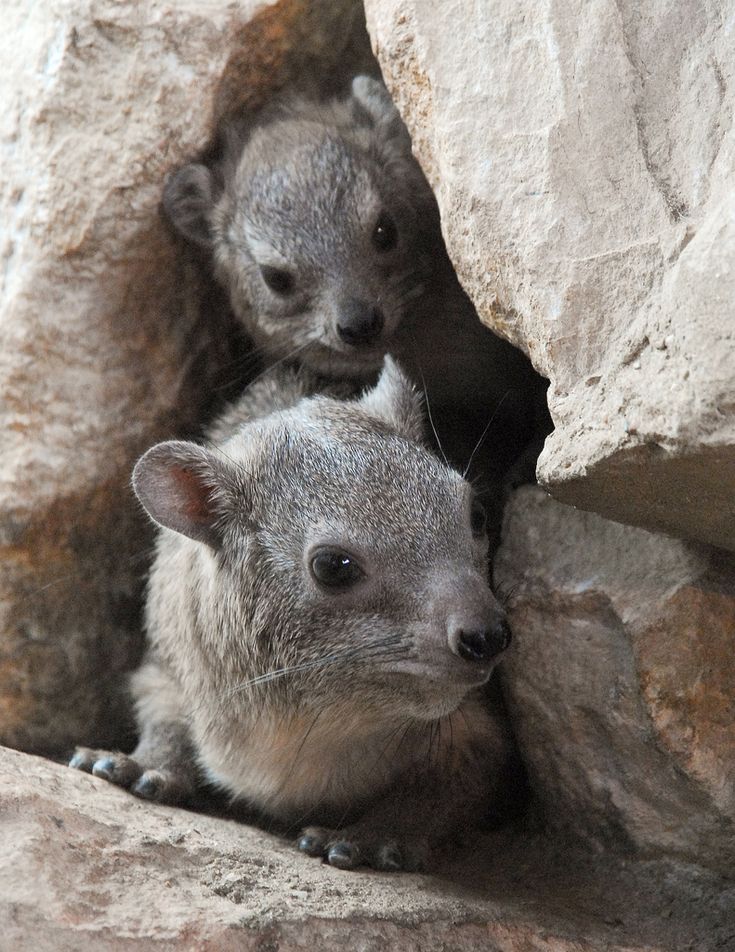 two baby rock hyraxes are hiding behind a rock, one is partially hidden and the other is poking its head out. the hyraxes have brown fur and big curious eyes.