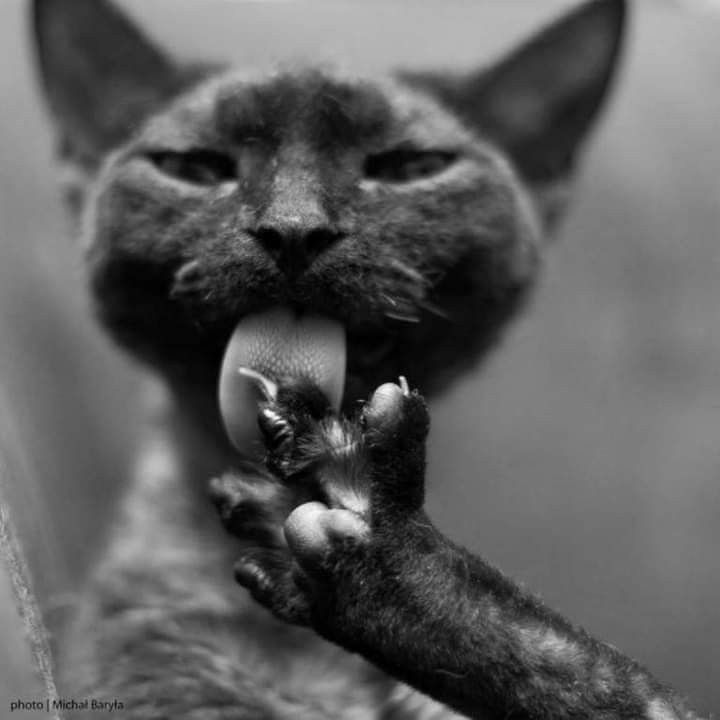 a black and white closeup portrait of a cat licking its paw, the cat is looking directly at the camera. the photo is taken from a low angle, with the cat's head filling most of the frame. the cat's fur is very soft and fluffy, and the tongue is long and pink. the paw is also soft and furry, with the toes curled inward. the photo is wellcomposed and the lighting is good.