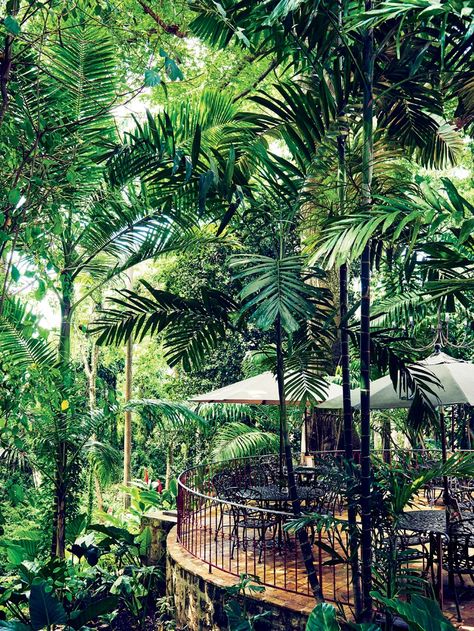 a curved balcony with tables and chairs is nestled among lush green foliage in this outdoor restaurant setting. the balcony is made of stone with a metal railing and overlooks the surrounding tropical vegetation. two large umbrellas provide shade for the tables, while the natural sunlight filters through the leaves of the surrounding palm trees, creating a bright and inviting atmosphere.
