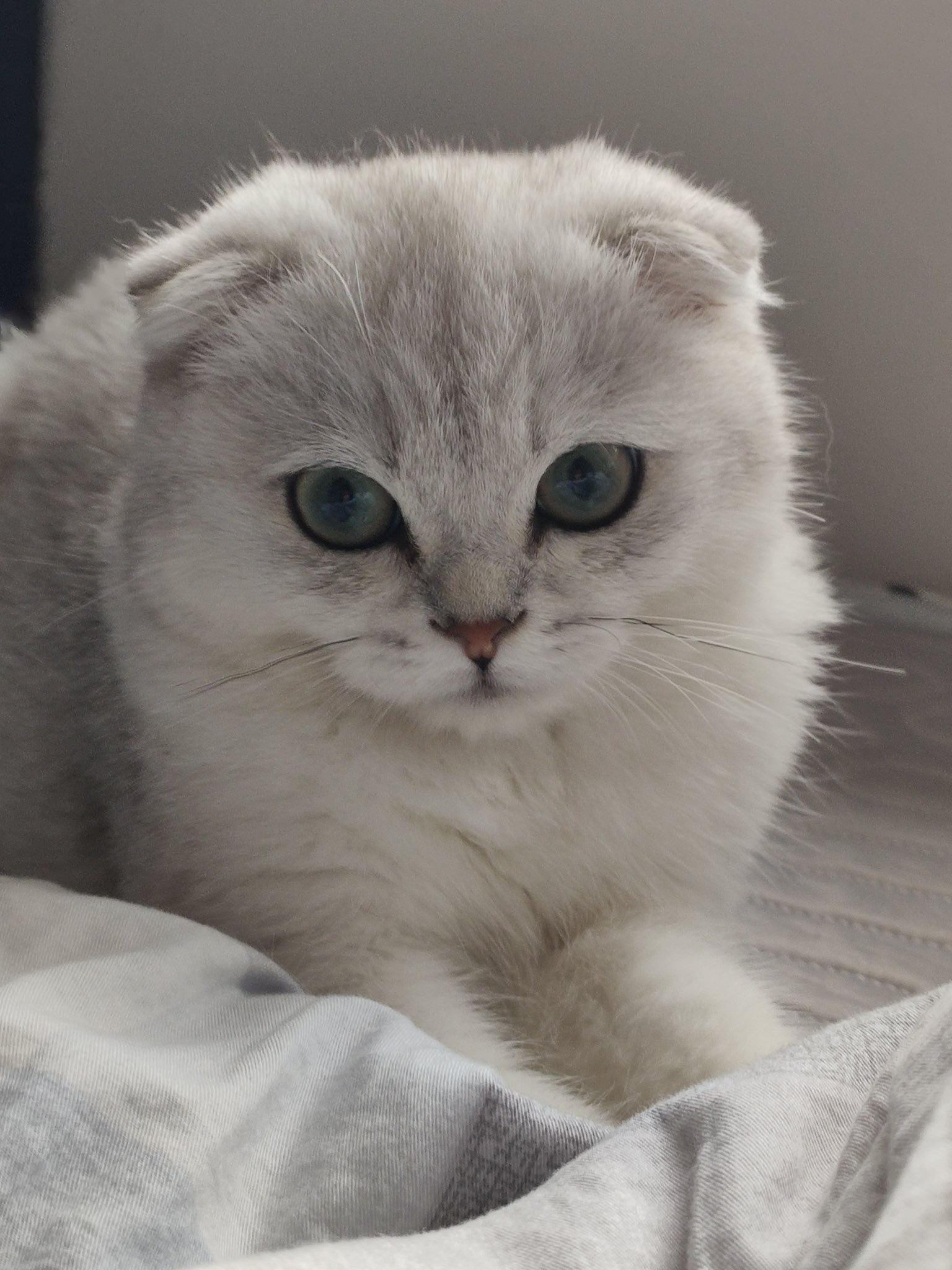 a closeup portrait of a white scottish fold kitten with fluffy fur and big, green eyes. the kitten is lying on a white blanket and looking directly at the camera with a sleepy, sweet expression.