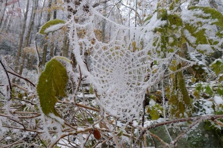 a closeup shot of a spiderweb heavily coated in frost, showcasing the intricate details of the web and the delicate crystalline structures of the ice. the web is draped across branches and leaves, all dusted with snow. the background is a blurredout winter woodland scene with trees and snowcovered ground, creating a tranquil and picturesque atmosphere. the image captures the beauty of nature in winter, highlighting the contrast between the cold, frozen elements and the organic forms of the spiderweb and vegetation.