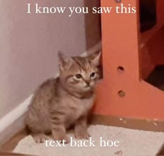 a cute cat is sitting in front of a orange piece of furniture with the text "i know you saw this" written at the top. the cat looks at the camera with a slight frown as if they are disapproving of what the person taking the picture is doing. there is another text at the bottom of the picture saying "text back hoe". this is a meme about being annoyed when someone doesn't text back.