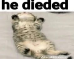 a cat is lying on its back, with its paws in the air, looking like it has died. it is a gray and white striped kitten. above the cat is the text "he diedded". the image is a meme.