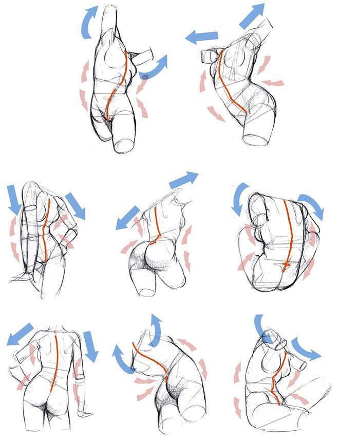 the image is a collection of nine sketches of the female torso, drawn from different angles and in different poses. the drawings are accompanied by blue arrows, which appear to illustrate the flow and movement of the body. a red line runs down the center of each figure, likely representing the spine and helping to visualize the body's alignment. this image is likely intended as a reference or tutorial for artists learning to draw the human figure.