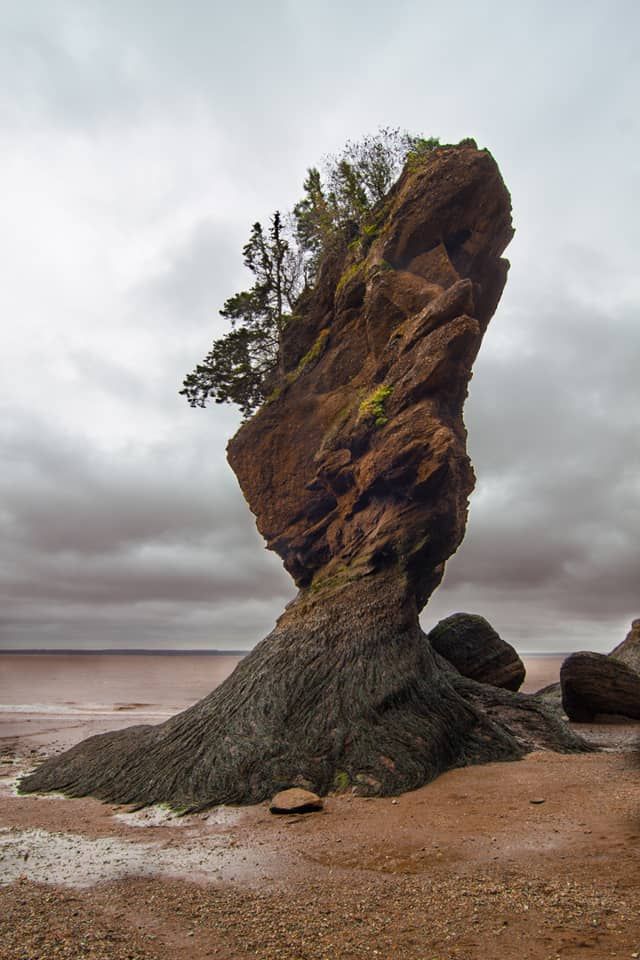 the image shows a towering rock formation, one of the hopewell rocks in the bay of fundy, new brunswick, canada. the sandstone rock, shaped by erosion, stands on a beach during low tide. a few small trees and greenery grow on top of the rock. the sky is overcast with dark clouds, and the ocean is visible in the background. the scene is a popular tourist destination and showcases the unique coastal landscape.