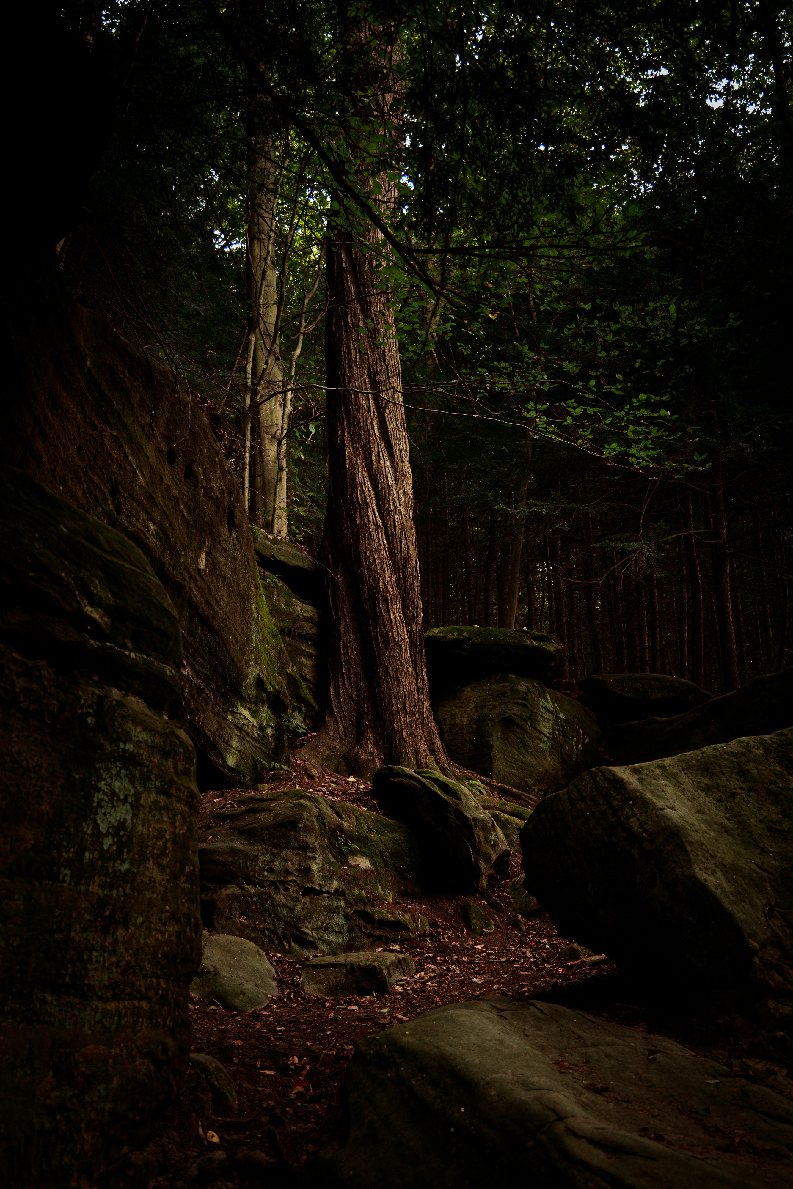 a shadowy forest scene with a large tree growing between mosscovered rocks. the path appears to lead deeper into the woods.  the lighting is subdued, creating a sense of mystery and tranquility.