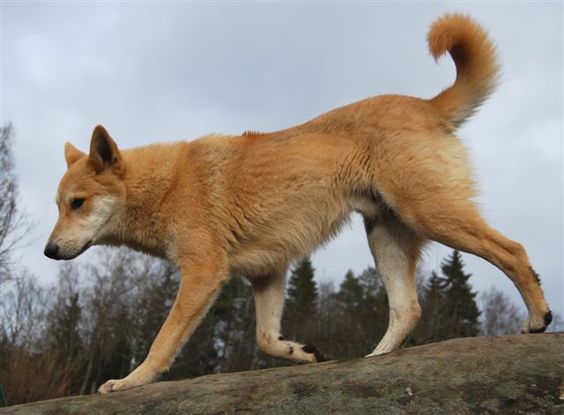 a tancolored dog with a bushy tail is walking on a large rock. the dog is alert and looking to the left of the frame. the dog is surrounded by trees and the sky is overcast.