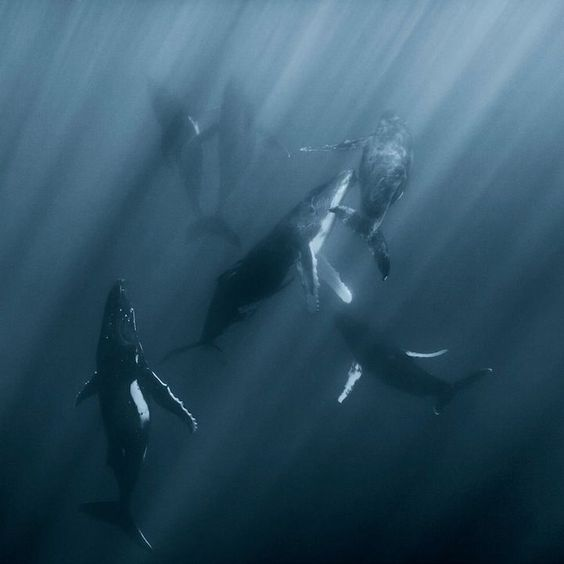 the image shows a group of whales swimming underwater. sunlight filters through the water, creating beams of light. the whales are dark in color, and the water is a deep blue.