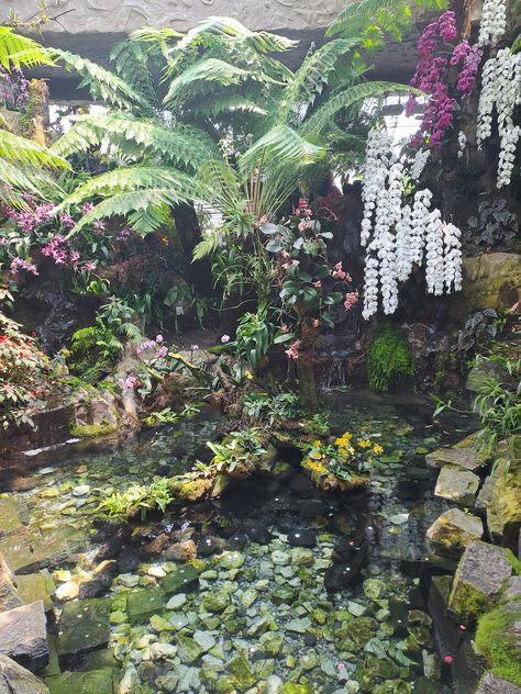 the image showcases a lush, vibrant indoor tropical garden.  a small, serene pond is the central feature, filled with smooth, mosscovered rocks and surrounded by a variety of tropical plants.  the most prominent are several types of ferns and numerous orchids in shades of purple and white, some cascading down from above. a small waterfall trickles into the pond, adding to the tranquil atmosphere. the overall scene is rich in texture and color, creating a peaceful and inviting setting within what appears to be a conservatory or botanical garden.