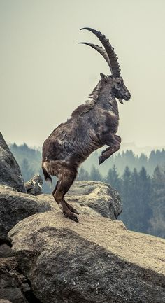 a mountain goat stands on its hind legs atop a large rock, with a forest in the background.