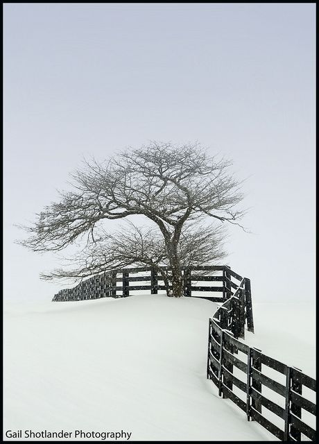 a black and white photograph captures a desolate winter landscape, dominated by a snowcovered ground and a bare tree. the tree stands prominently in the frame, its branches reaching out against a pale sky, with a smaller tree nestled beside it. a dark wooden fence curves through the snowy terrain, partially obscured by the depth of the snow. the overall impression is one of quiet stillness and the stark beauty of a winter scene. the bottom left corner includes the text "gail shotlander photography".