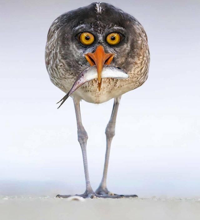 a bizarre image of a bird with large, humanlike yellow eyes and an orange beak, holding a fish in its beak. the bird has long, thin legs and is standing on what appears to be sand or a beach. the image is comical and strange.