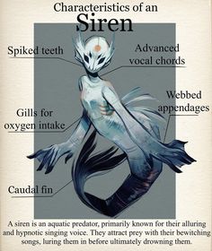 a digital illustration on a tan paperlike background depicting a siren with its anatomy labeled. the siren is facing the viewer with its body slightly turned to show a profile view of its tail. the siren is predominantly teal with a white torso and face. it has webbed hands, a long caudal fin, sharp spiked teeth, gills for breathing underwater, and advanced vocal cords to produce alluring and hypnotic sounds.  there's text above the illustration describing the content as "characteristics of an siren" and each body part is labeled with its corresponding name. below the illustration is a text description of a siren's nature: "a siren is an aquatic predator, primarily known for their alluring and hypnotic singing voice. they attract prey with their bewitching songs, luring them in before ultimately drowning them."```