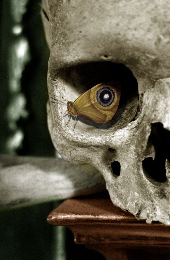 a closeup shot of a human skull with a brown butterfly resting in the eye socket. the skull is made of rough, grey stone, and the butterfly has a blue and black spot on its wings. the background is blurry and dark, adding to the eerie and creepy atmosphere.