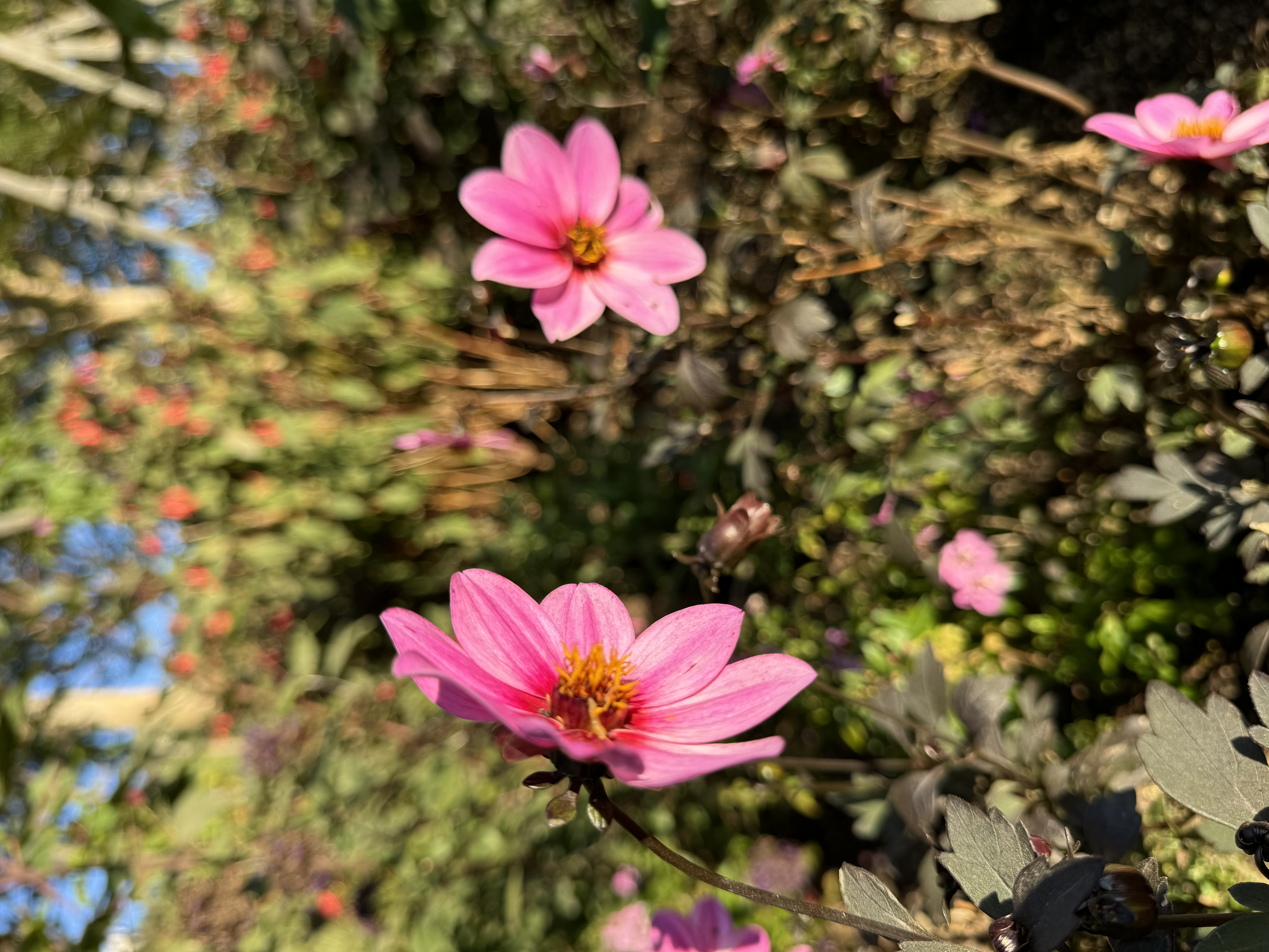two pink flowers in focus, with other flowers and greenery out of focus in the background. there's sunlight shining down on the flowers.