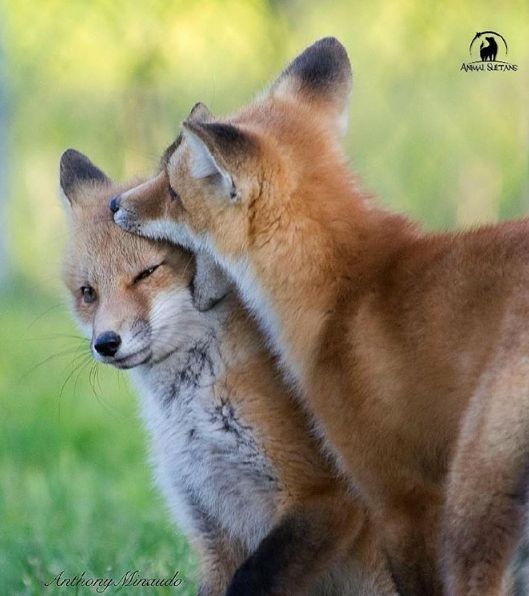 a photo of two foxes playing in a field of grass.  the one in the front is licking the other one's head as they both smile.  the fox in the back is also looking at the camera.  the background is blurred and there is a small logo in the top right corner that reads "animal sutans".  there is also a watermark in the bottom left corner that reads "anthony minstudo".