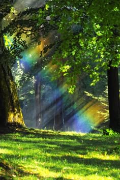 a view of a lush green forest with a rainbow in the background.  the forest is full of tall trees with leaves of different shades of green. the sunlight is shining through the trees, creating a beautiful dappled effect. the rainbow is visible in the distance, and the green grass and trees are lush and healthy. the overall atmosphere is tranquil and serene.