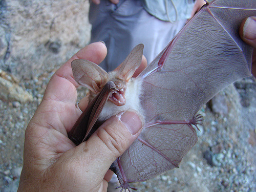 closeup shot shows a pale, light brown bat being gently held in a person's hand. the bat's wings are spread open, revealing the delicate membrane and intricate veins. the bat's small teeth are visible, and its fur is softlooking. the background shows a rocky, outdoor setting, suggesting the bat was found in its natural habitat.  the hand holding the bat belongs to someone wearing a ring and seems to be involved in handling or studying the animal, perhaps for research or conservation purposes. the bat appears to be a myotis oxygnathus, also known as schreibers' bat.