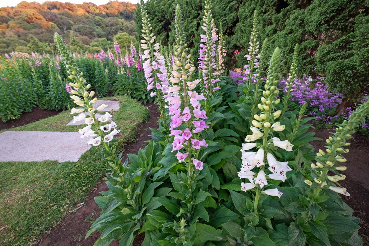 a vibrant garden scene features a profusion of foxglove flowers in varying shades of purple, pink, and white. the foxgloves, tall and slender, stand prominently against a backdrop of lush greenery and a gently sloping hillside.  a lightcolored stone pathway meanders through the garden, adding a touch of elegance to the natural beauty.  the overall atmosphere is bright, peaceful, and suggests a beautiful outdoor setting possibly in spring or summer. the diverse colors and textures of the flowers and foliage create a visually stunning display.