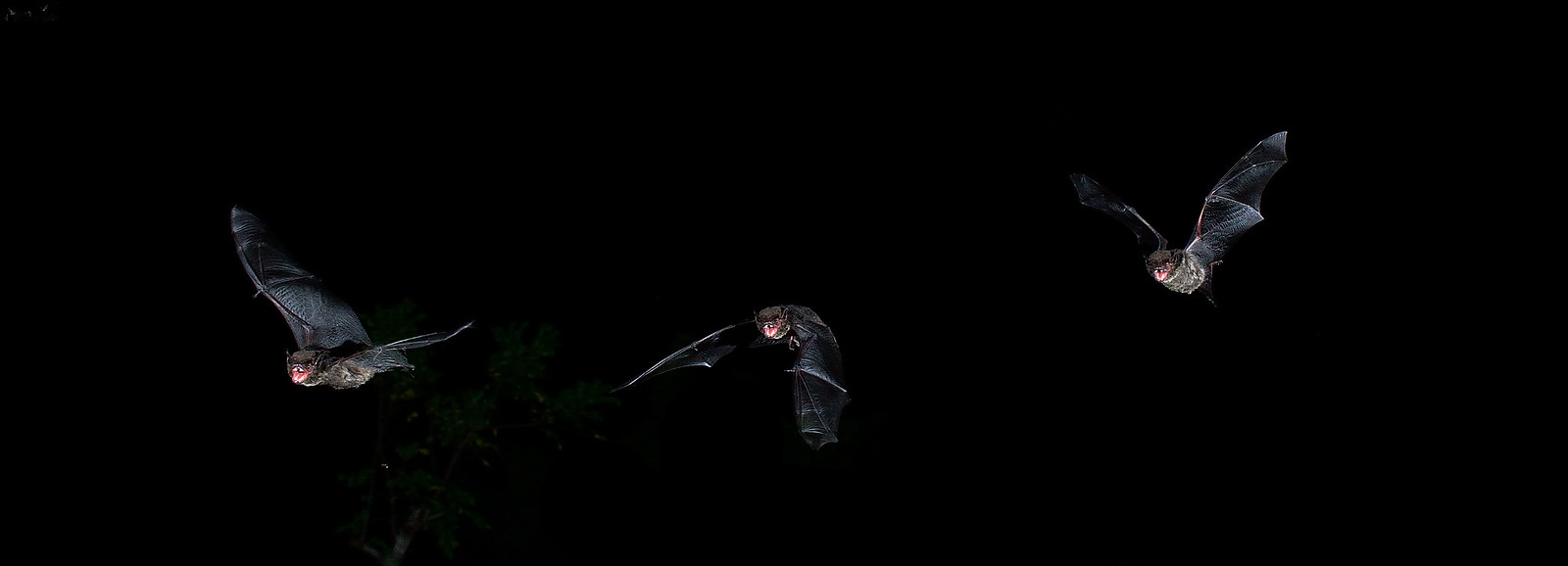 the image showcases three bats in flight against a completely black background.  the bats are sharply in focus, showcasing their wing membranes and facial features.  their mouths are slightly open, suggesting they may be in the process of hunting insects.  the background suggests a nighttime setting, which is the typical activity period for bats. the overall composition emphasizes the bats' silhouettes against the darkness.