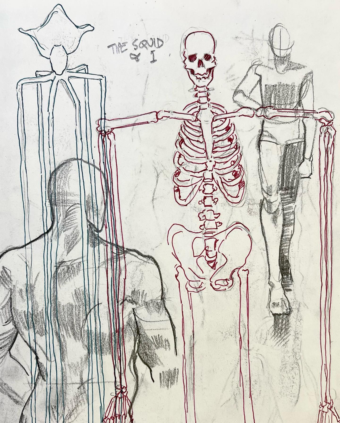a pencil sketch on white paper of anatomical drawings of a human skeleton, muscles, and a  comparison to a squid.  the words "the squid?" are written above the human skeleton.