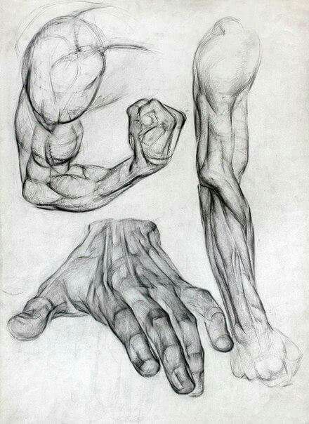 this image is an anatomical drawing of arm and hand muscles. it is a black and white sketch on white paper. the drawing shows the muscles in detail, giving a clear understanding of their form and structure.  there are three separate studies: an upper arm from shoulder to hand, a forearm, and a hand.