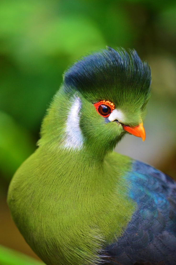 a closeup portrait of a green bird with a blue tail, red eye, and orange beak. the bird is looking to the right of the frame. the background is blurred and green.