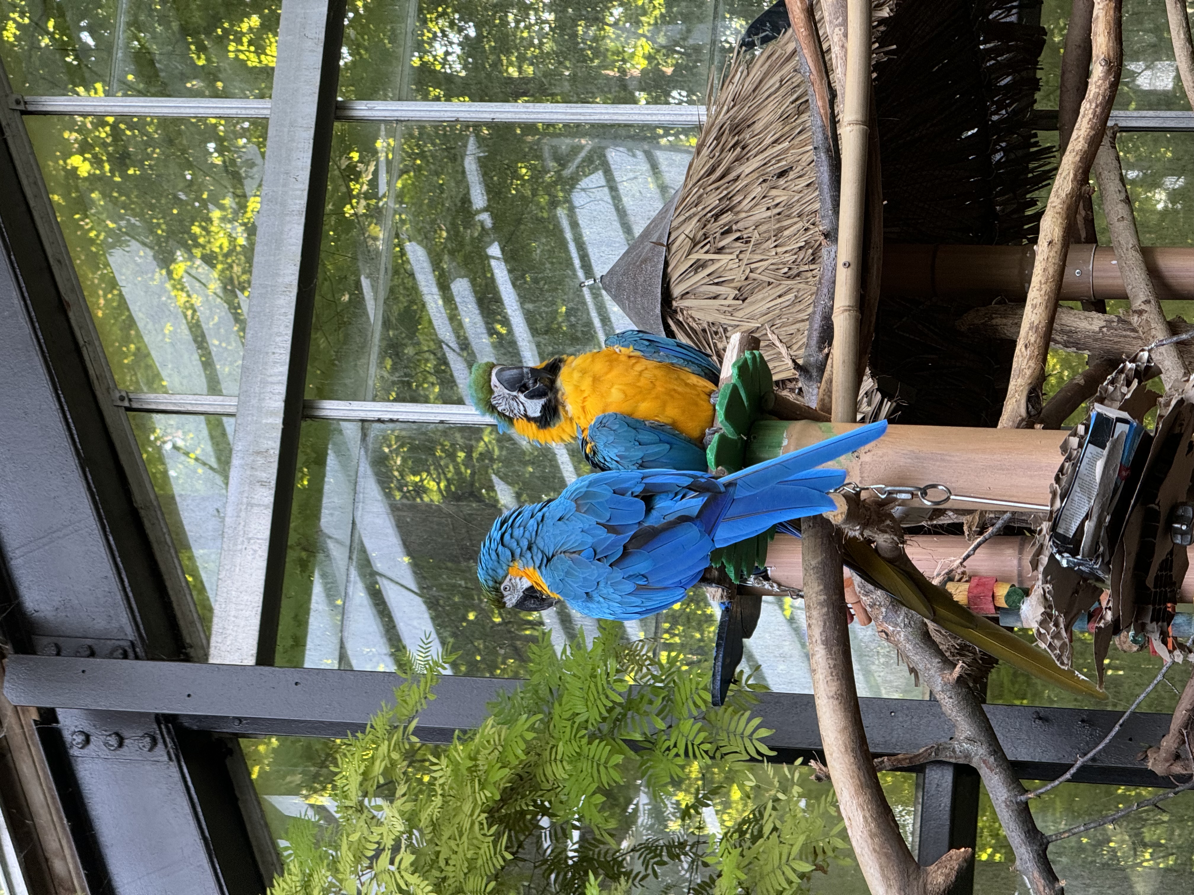 two vibrant blue and yellow macaws perch on a wooden stand within a zoo enclosure. they are surrounded by lush greenery and the structure of their enclosure, which includes large glass windows offering a glimpse into a forested area beyond.