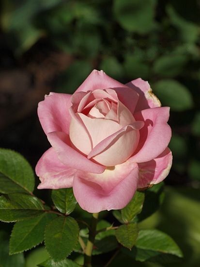 the image is a closeup shot of a single, light pink rose in full bloom.  the rose has a soft, creamywhite center and delicate, unfurled petals.  the flower is mounted on a stem with lush green leaves. the background is blurred, suggesting a garden setting, with dappled sunlight illuminating the rose. the overall mood is serene and peaceful, highlighting the beauty and delicate nature of the flower.