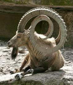 a closeup portrait of a brown mountain goat with large, curved horns, looking straight at the camera with its teeth slightly showing. it is lying on a rock, with its body turned slightly to the left. the background is blurred, focusing on the goat. the goat's fur is a rich brown, and its horns are a light beige. the image is taken from a low angle, giving the viewer a good view of the goat's face and horns.