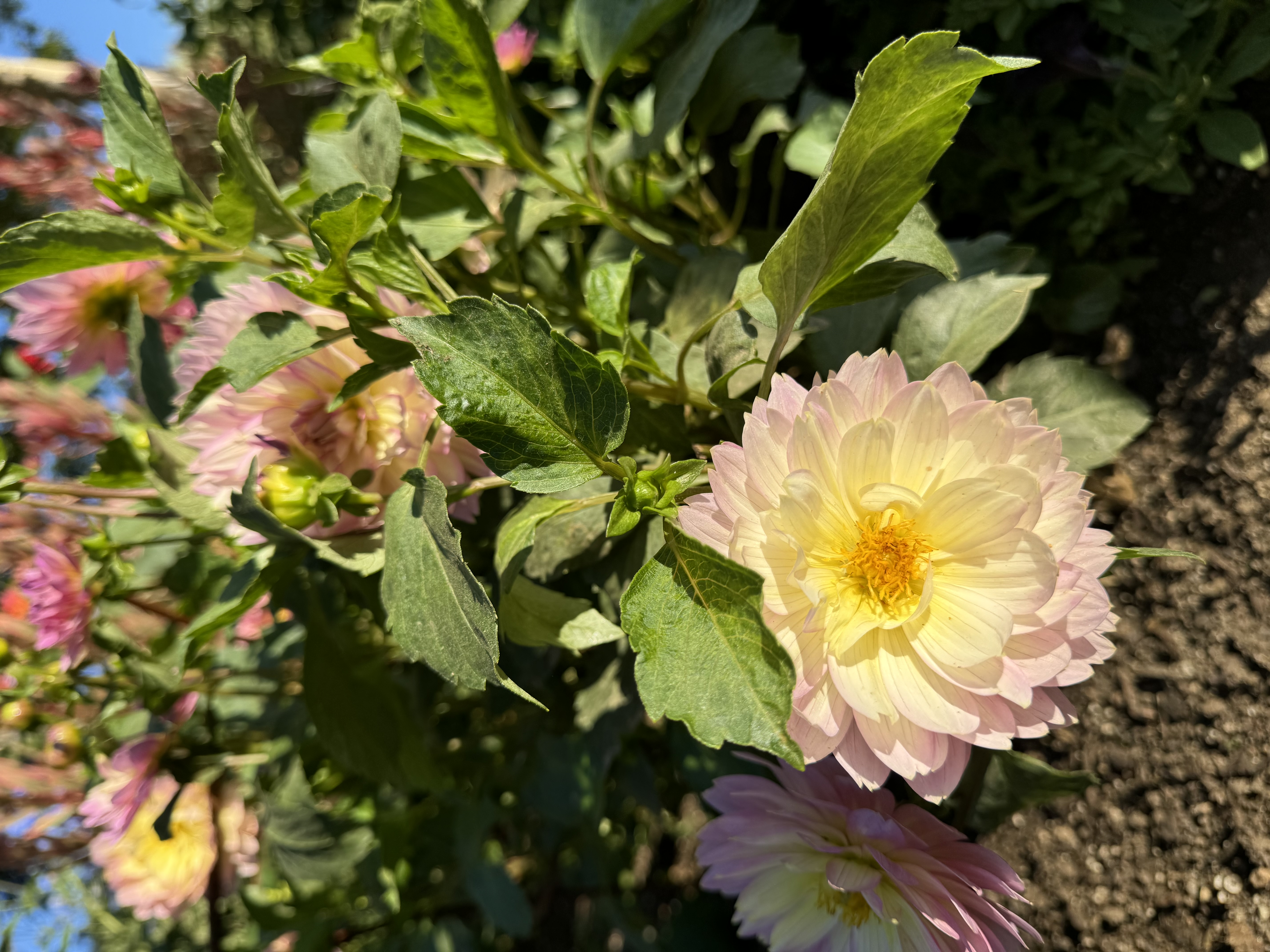 a closeup image of a delicate pink and yellow dahlia flower in full bloom, surrounded by lush green foliage and a backdrop of other dahlia flowers in various shades of pink. the image is bathed in warm sunlight, creating a vibrant and cheerful atmosphere.