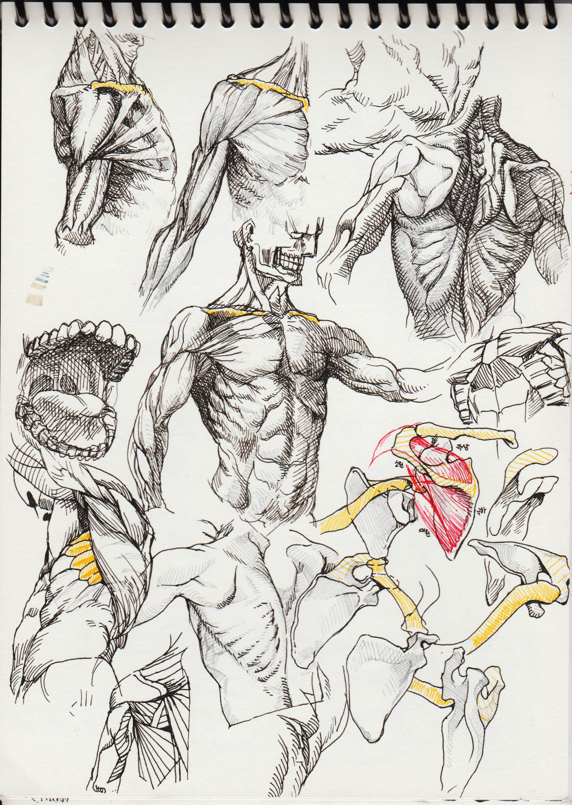 a detailed drawing of human anatomy, focusing on the muscle and bone structure of the torso, shoulder, and arm. the drawing is done in pen and ink and is very detailed, showing the intricate details of the human body.