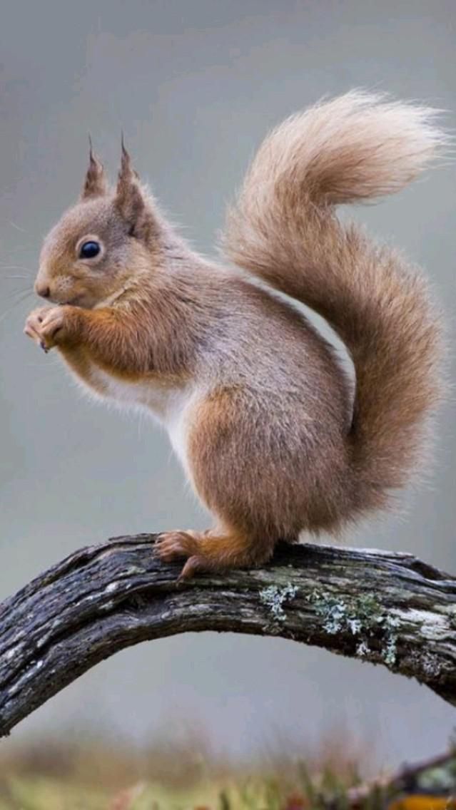 a closeup of a red squirrel with a fluffy tail, sitting on a tree branch. the squirrel is looking off to the side and has a cute, innocent expression. the background is blurry, creating a soft and gentle atmosphere.