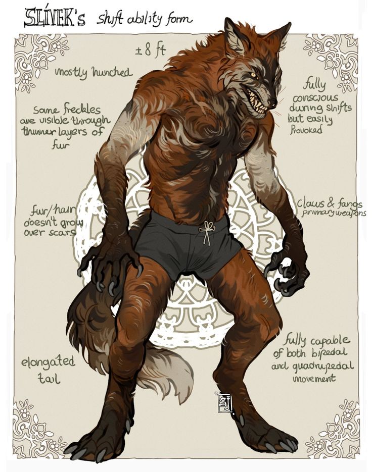 this digital illustration depicts a furry anthropomorphic creature in a shift form. it's a hybrid of human and wolf, with a toned muscular body, foxlike ears and tail, and sharp claws and fangs. the creature has a hunched posture and is depicted in an "anatomical" style, with markings detailing the various features of the form. the illustration also includes text annotations describing various aspects of the creature's abilities and physical characteristics. the image is a character design or concept art for a furry character.