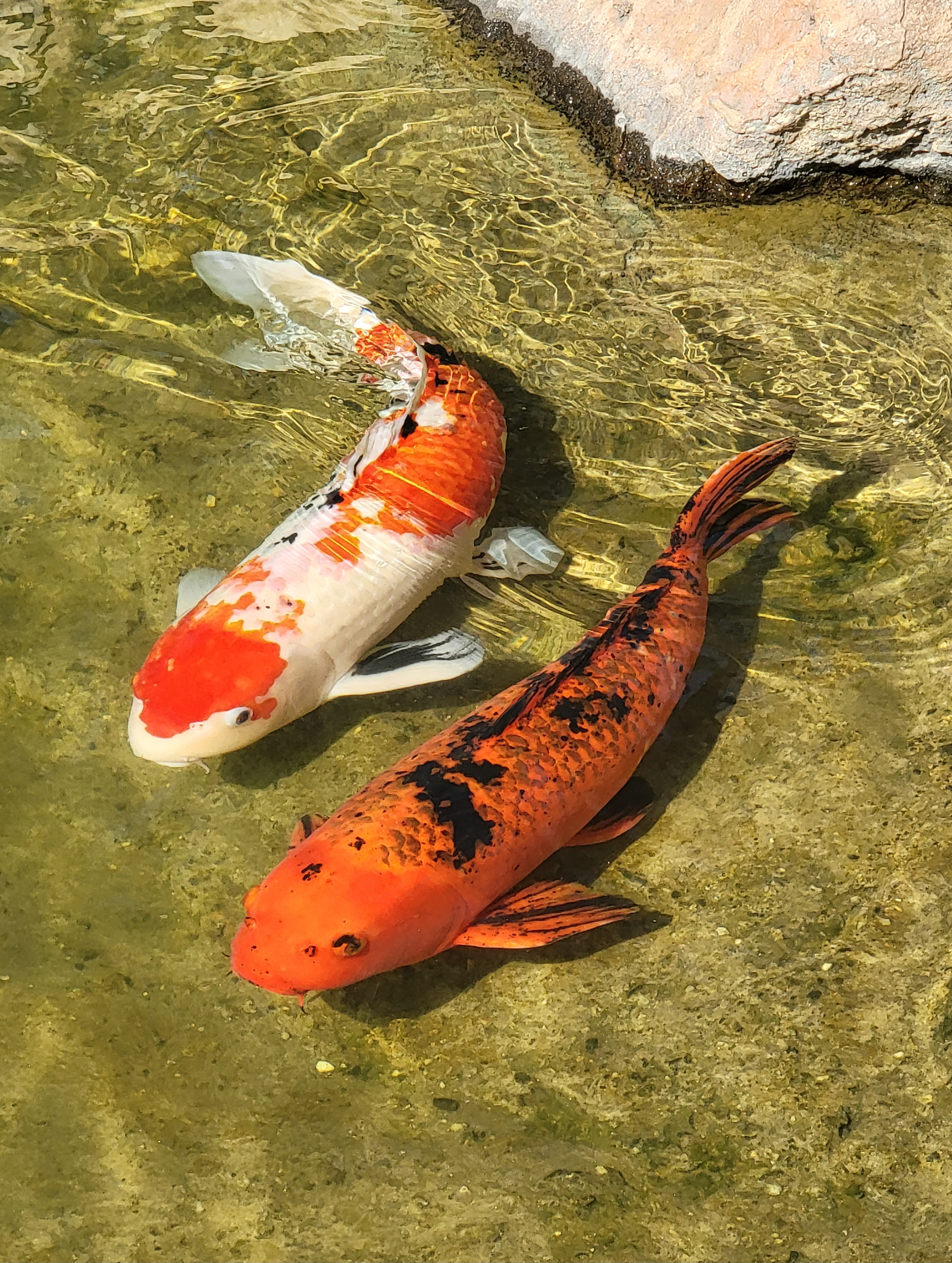two koi fish swimming in a pond with rocks. one koi fish is orange and white, the other is orange and black.