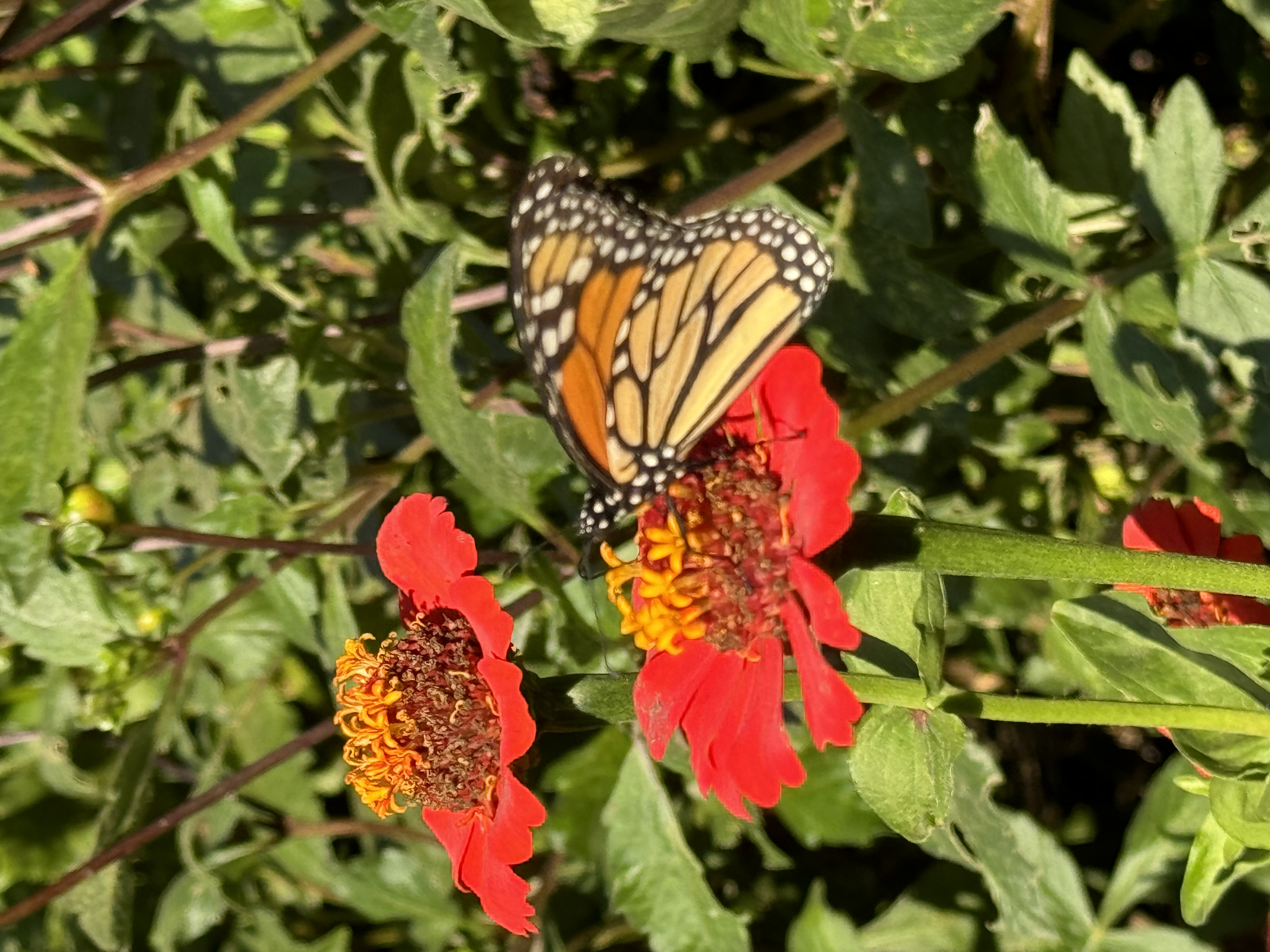 a monarch butterfly with black and orange wings is perched on a bright red zinnia flower with a yellow center, against a backdrop of lush green foliage. the scene is bathed in bright, natural sunlight.