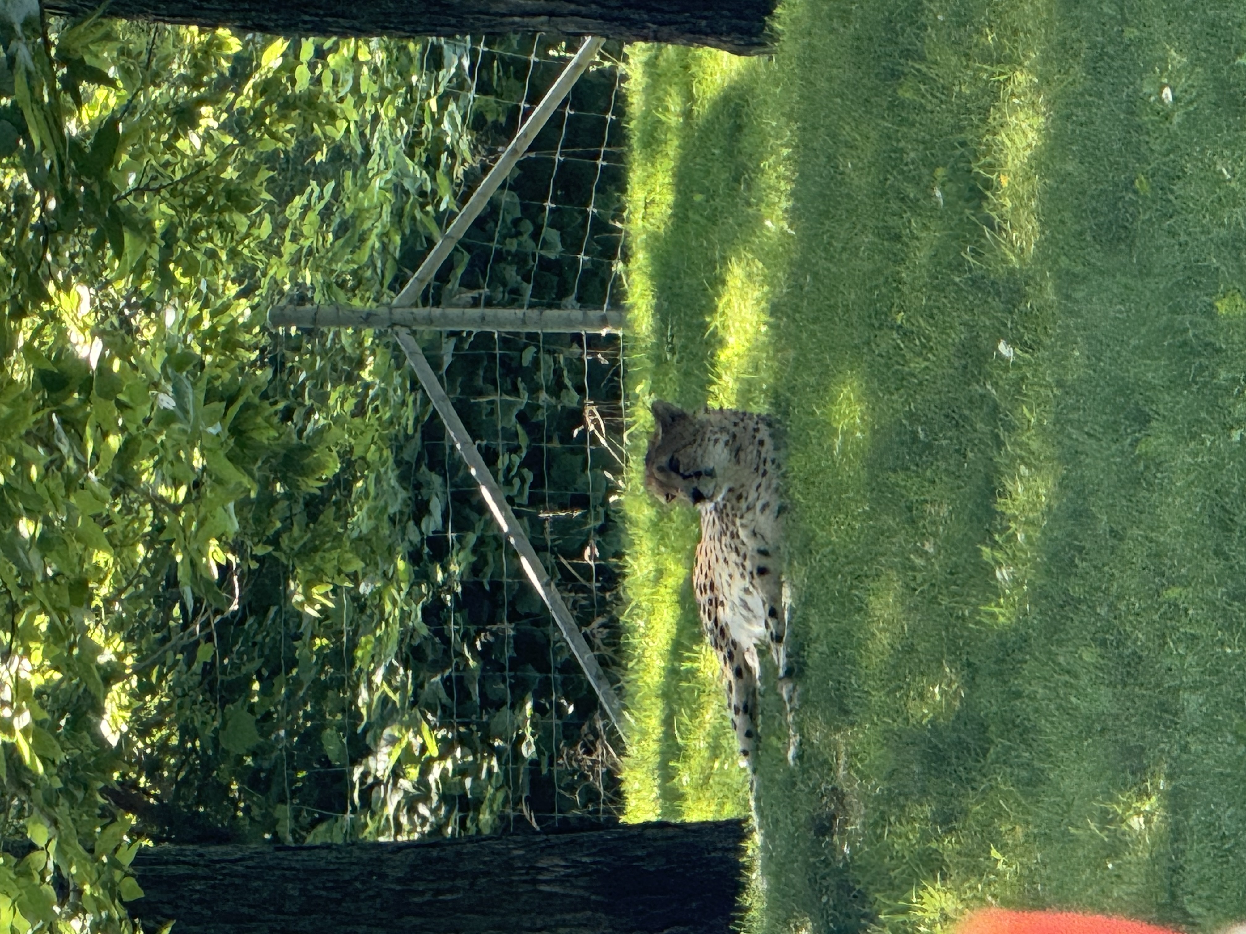 a cheetah lies in the shade beneath a leafy tree in a grassy enclosure. a tall chainlink fence is visible behind the animal.