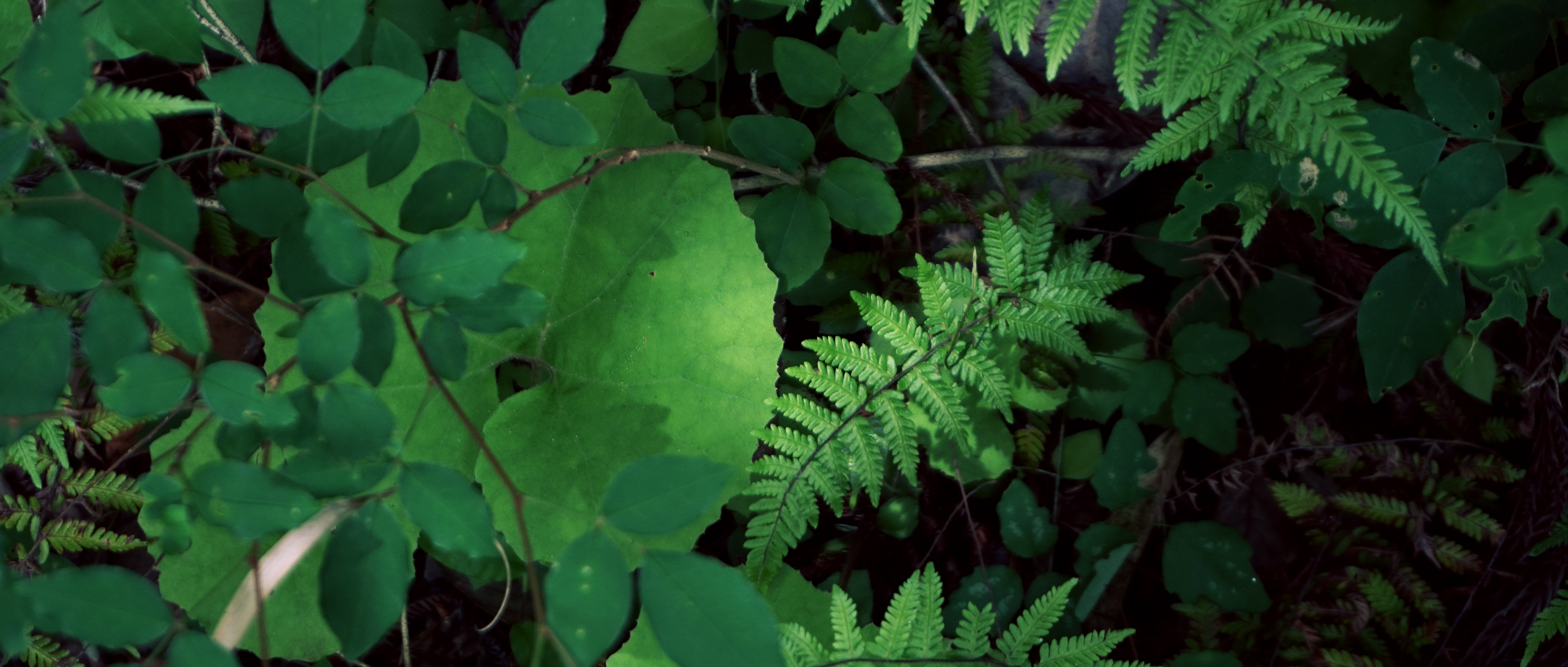 a photograph of ferns and other green plants on the forest floor. the image is taken from an eye level perspective, and the lighting is dappled shade. the overall tone of the image is dark and verdant.