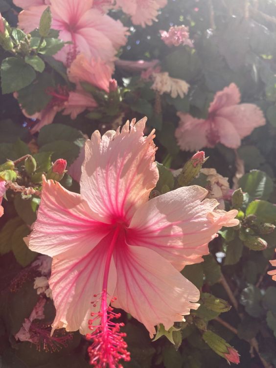 a close up photo of a pink hibiscus flower. the sun is shining brightly in the background. there are some green leaves and other hibiscus flowers in the background as well.