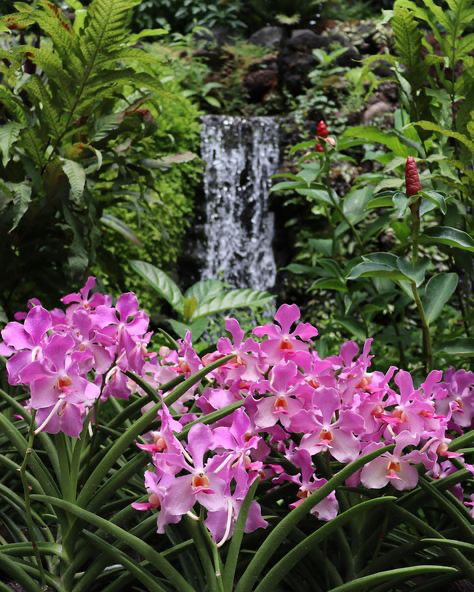 the image showcases a vibrant cluster of pink vanda orchids in full bloom, positioned prominently in the foreground. the orchids are nestled amongst long, slender leaves, suggesting a tropical or subtropical environment.  in the background, a small waterfall cascades down rocks, framed by a lush, green backdrop filled with various tropical plants, including ferns and red ginger plants. the overall scene is peaceful and evokes the tranquility of a botanical garden or a similar natural setting. the contrast between the vibrant pink of the orchids and the deep greens of the foliage is striking.