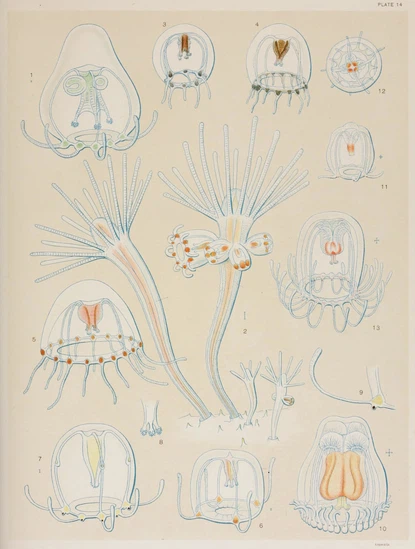 the image is a vintage scientific illustration plate featuring various species of jellyfish. the jellyfish are depicted in detail, showcasing their translucent bodies, intricate tentacles, and internal structures. the drawings are done in a realistic style with subtle coloring, highlighting the delicate beauty and diversity of these marine creatures.