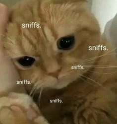 a close up of a ginger tabby cat with big green eyes, sniffing the air while laying down. the cat is surrounded by text that says "sniffs."  it is a funny image that depicts the cat smelling something that smells great.  the image is in focus and shows a lot of detail of the cat's fur and whiskers.