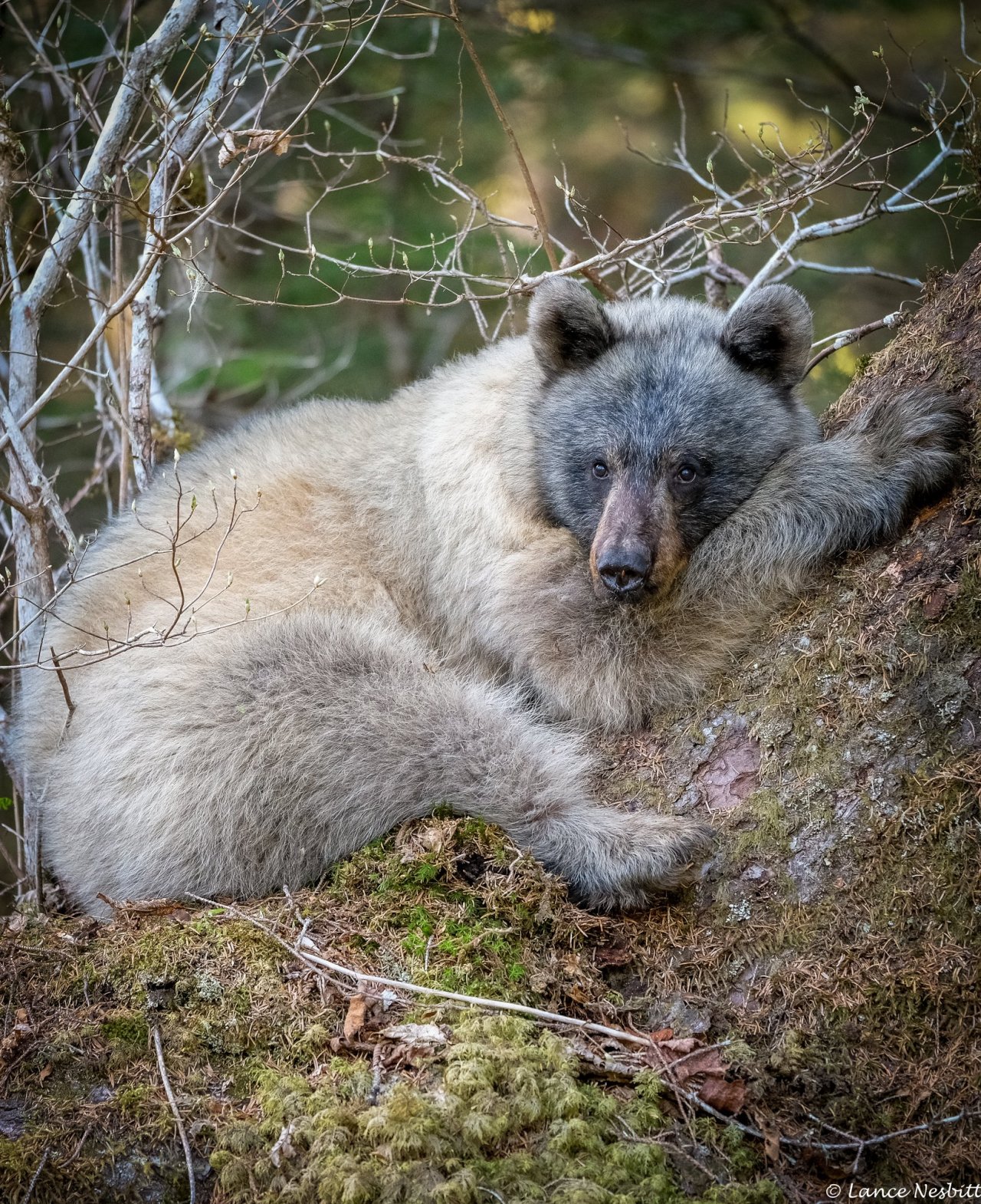 a white or kermode black bear rests in a leafy forest. the bear is lying down with its head resting on its front paws, and it is surrounded by green foliage. the bear's fur is thick and white, and its eyes are closed.  the bear looks very peaceful and content.