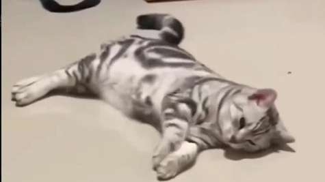 a silver tabby cat is lying on its side on a white floor, looking relaxed and content. the cat is stretched out with its legs extended and its head turned to the side. the image is taken from a high angle.